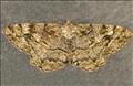 1941 (70.265) Mottled Beauty